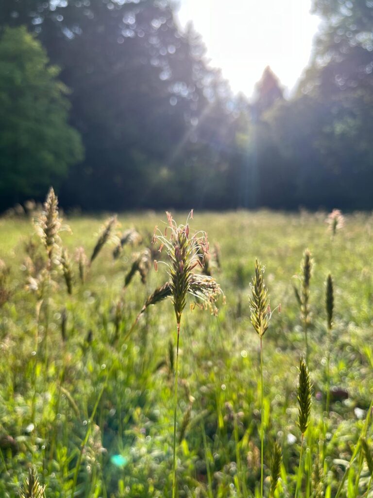 oto van grasveld en pollen hooikoorts nei therapie