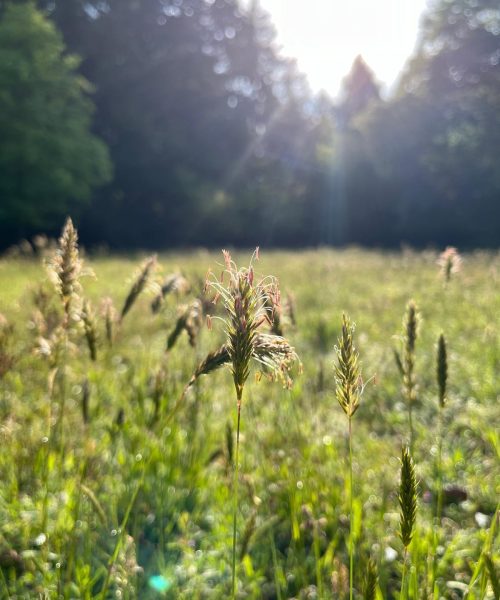 oto van grasveld en pollen hooikoorts nei therapie